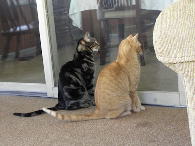 Louie & Stewie