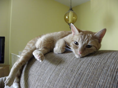 Stewie
