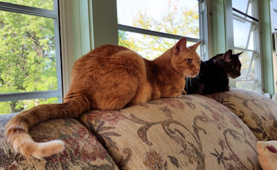 Stewie & Louie