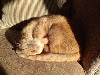 PETNAME