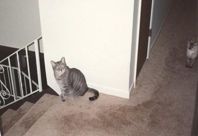 Stripe