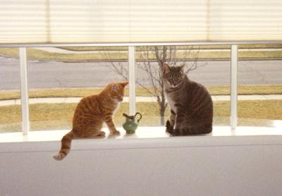 Mario & Stripe