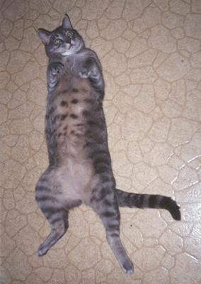 Stripe