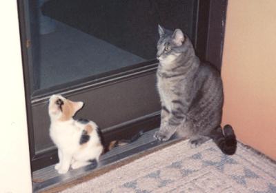 Phoebe & Stripe