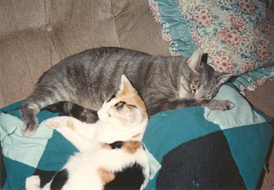 Stripe & Phoebe