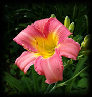 Beautiful Flowers