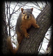 Squirrels - Regular