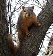 Squirrels - Regular