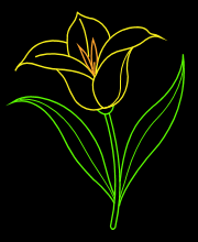 illy Flower