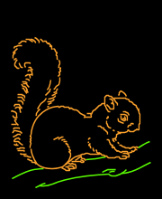 Squirrel
