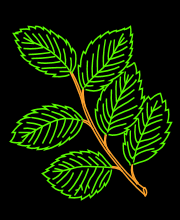 Leafs