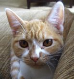 Jessie