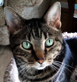 Louie