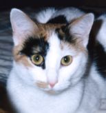 Phoebe