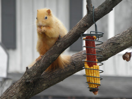 Squirrel-Goldie
