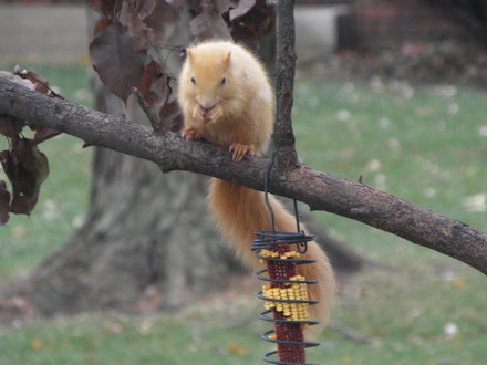 Squirrel-Goldie