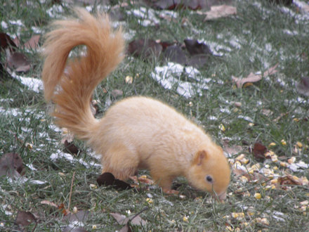 Squirrel-Goldie