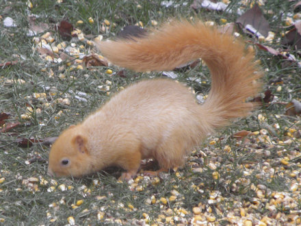 Squirrel-Goldie