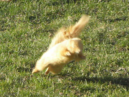 Squirrel-Goldie