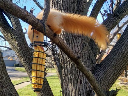 Squirrel-Goldie