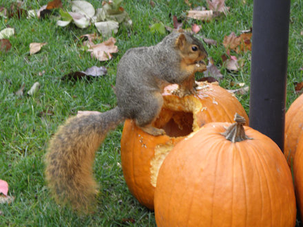 Squirrel