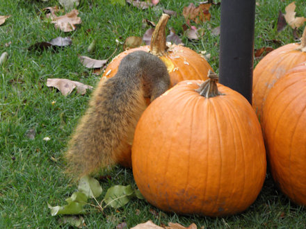 Squirrel