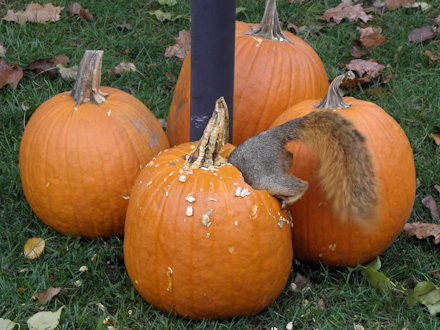 Squirrel