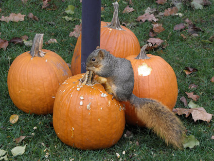 Squirrel