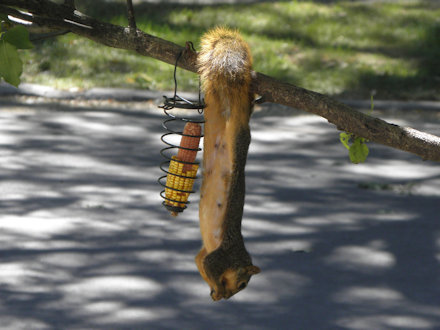 Squirrel