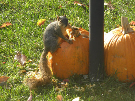 Squirrel