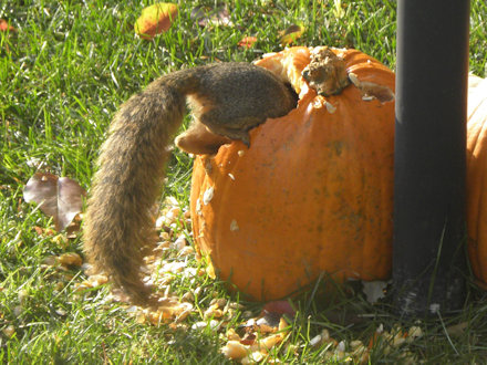 Squirrel
