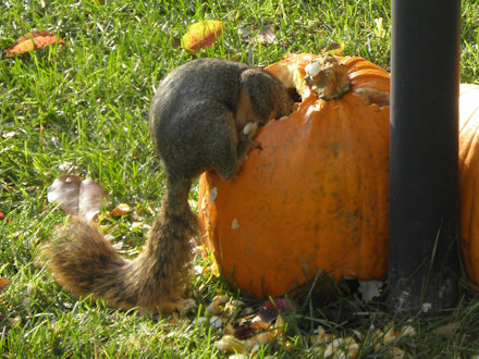 Squirrel