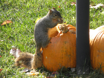 Squirrel