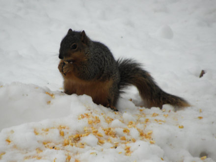 Squirrel