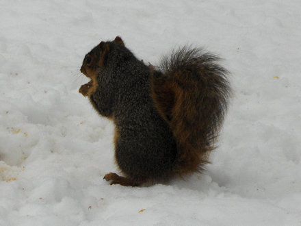 Squirrel