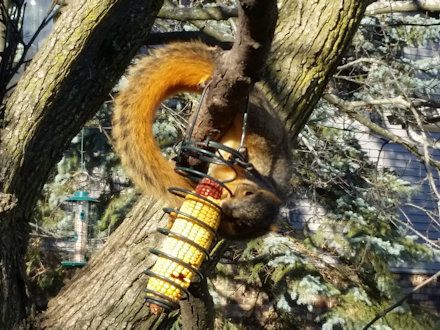 Squirrel