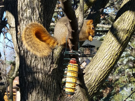 Squirrel