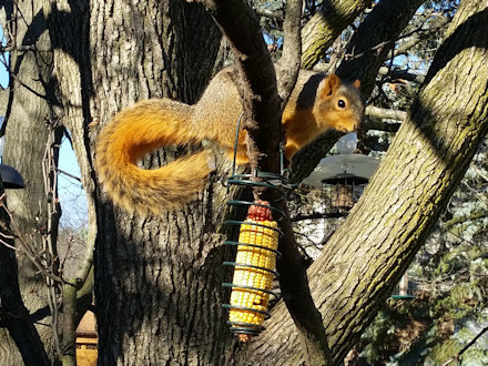 Squirrel