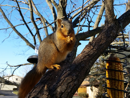 Squirrel