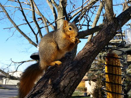 Squirrel