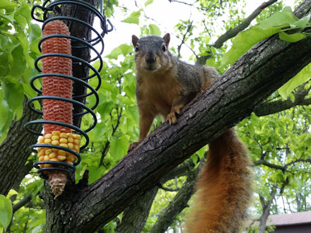 Squirrel
